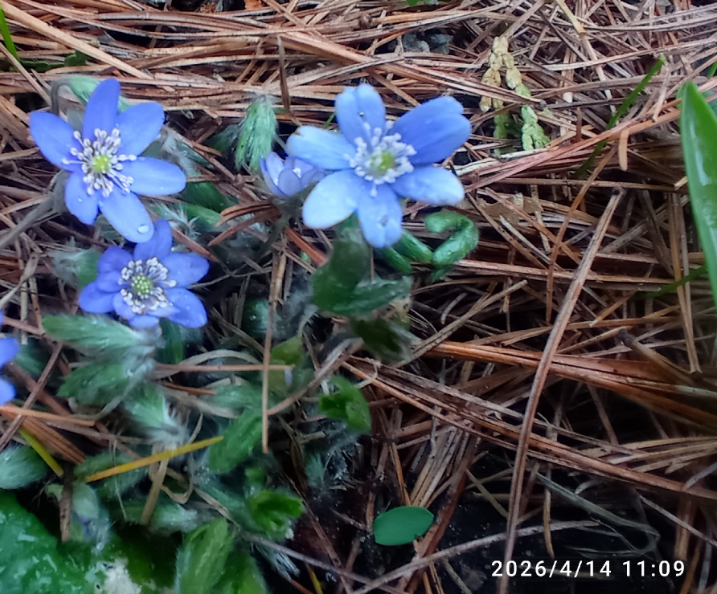 печеочница благородная, видовая.