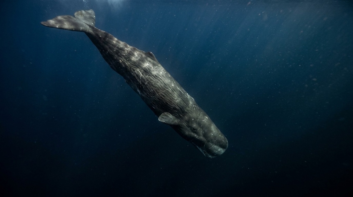кашалот спускается на глубину
