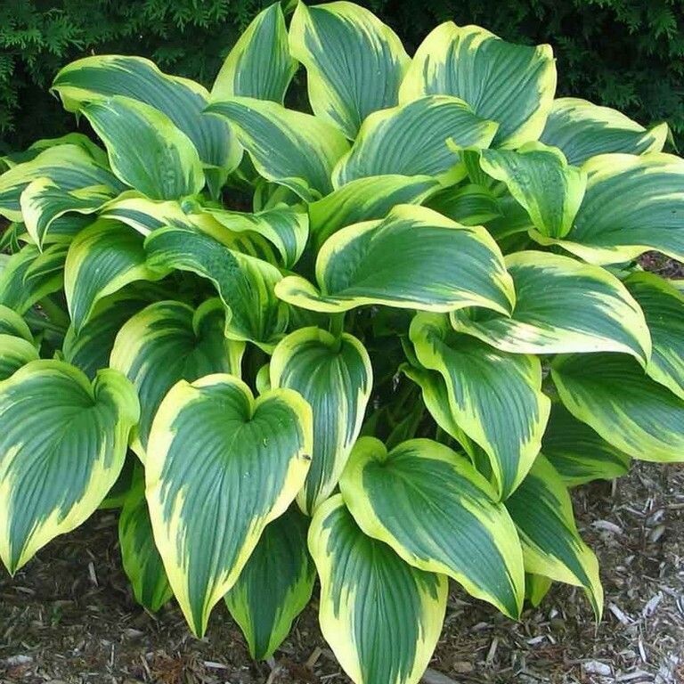 Растберри Сандей