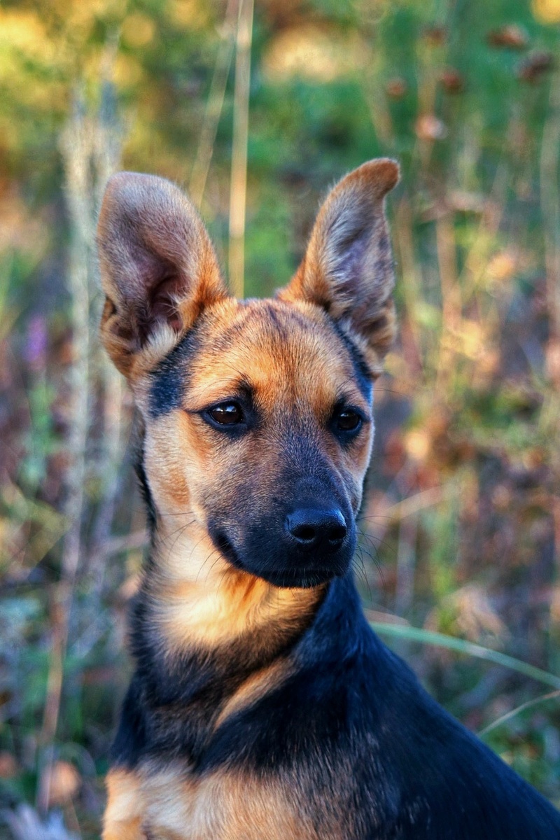 Мой щенок, когда его только взяли в семью.
