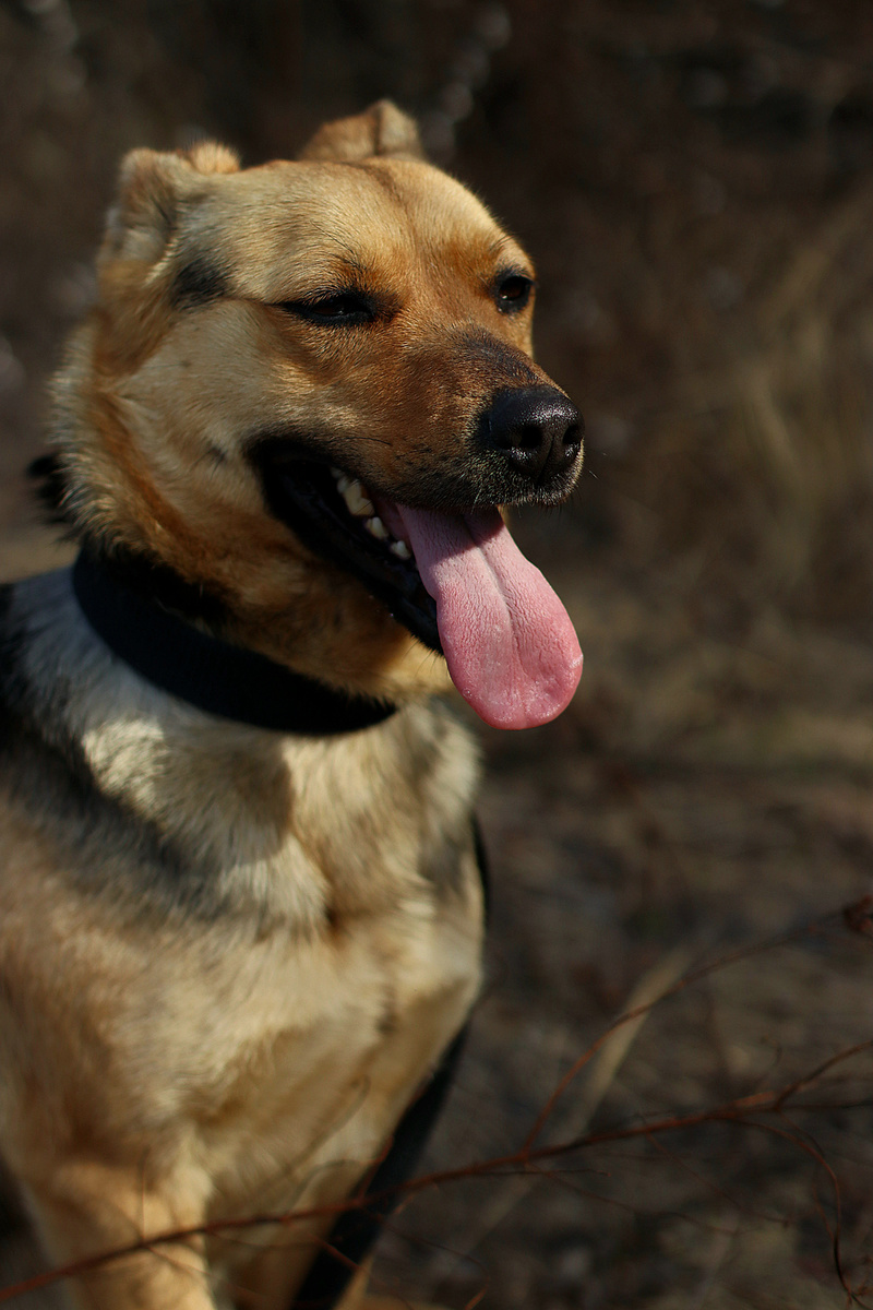 Моя взросленькая собачуля.