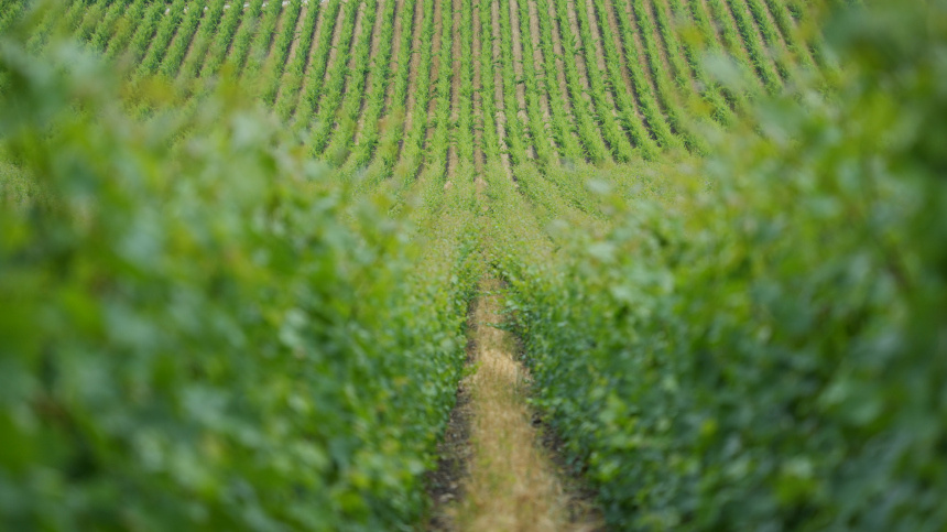    Фото: ИЗВЕСТИЯ/Дмитрий Коротаев; 5-tv.ru