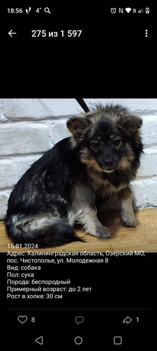 Вот такое объявление было о них