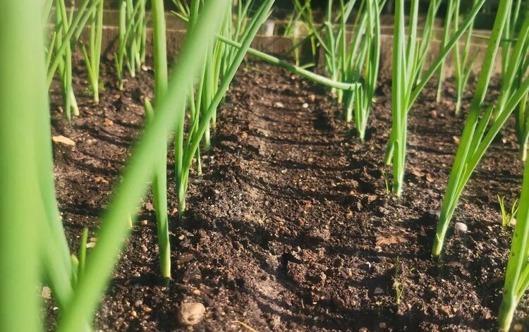    Фото: Лукьянов Дмитрий, AgroXXI.ru