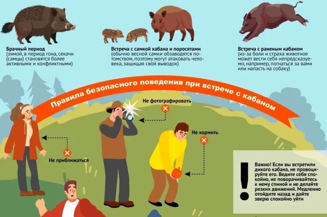    Что делать, если встретил дикого кабана: правила поведения. Инфографика