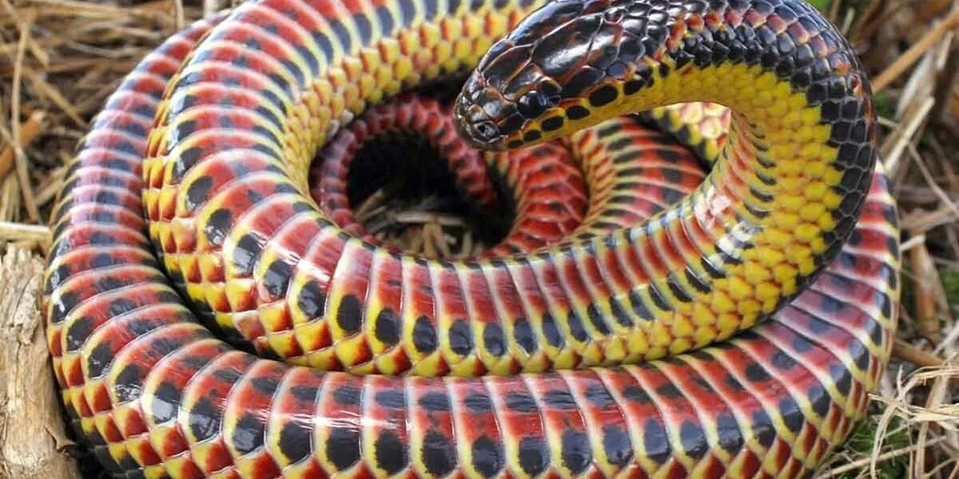 Почему у некоторых змей яркая окраска? Научный разбор природного камуфляжа и предупреждающих сигналов