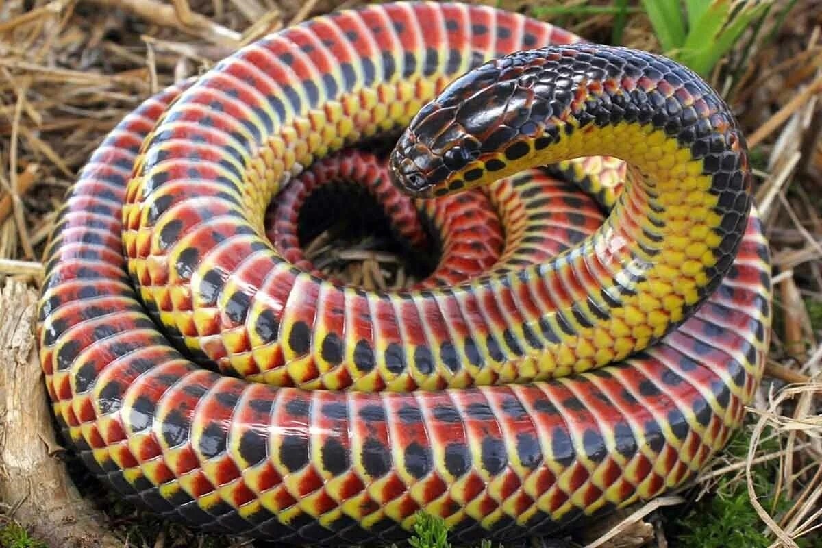 Фото с сайта: https://www.greenme.com.br/tag/cobra-arco-iris/