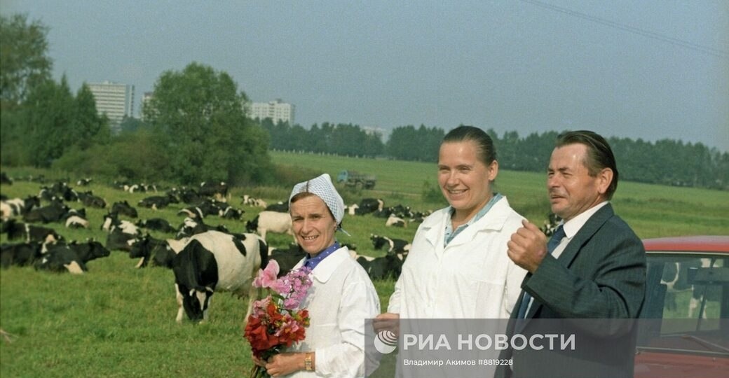 Поле и коровы в районе посёлка Новоивановское