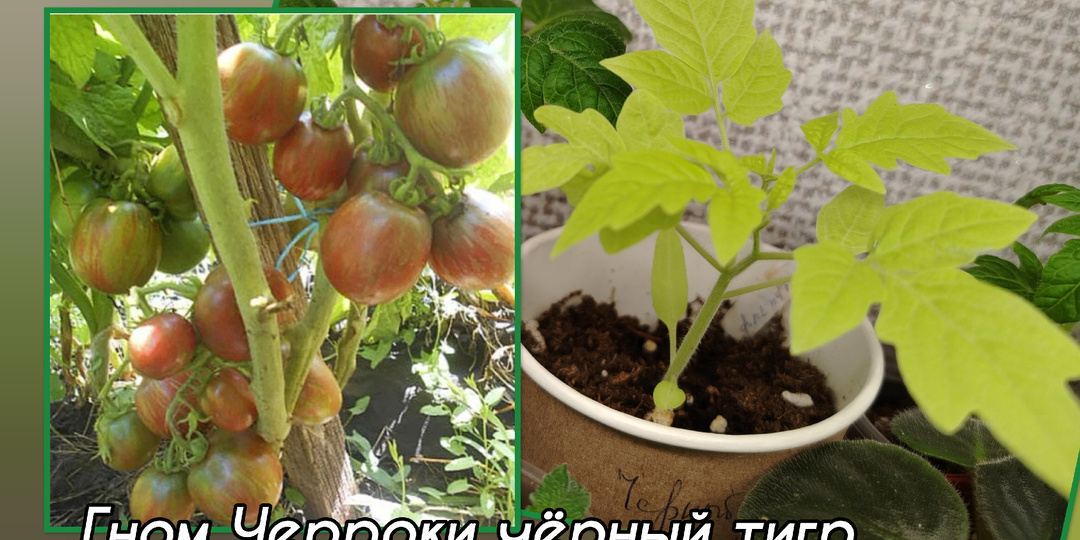 Что не прощают в рассаде томаты-гномы. Томат- "экзот" с салатной листвой