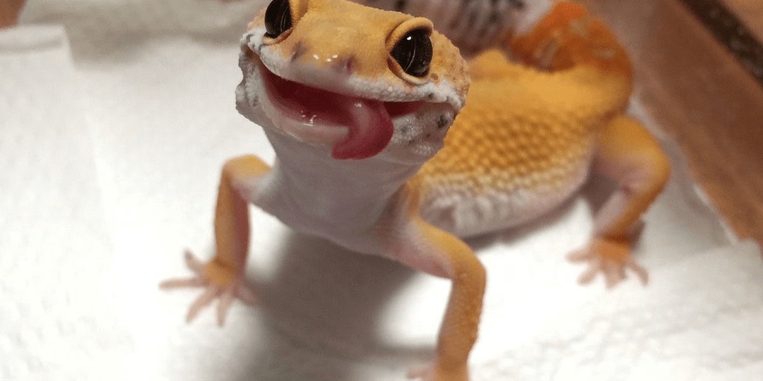 Почему язык ящерицы геккона такой длинный и клейкий?