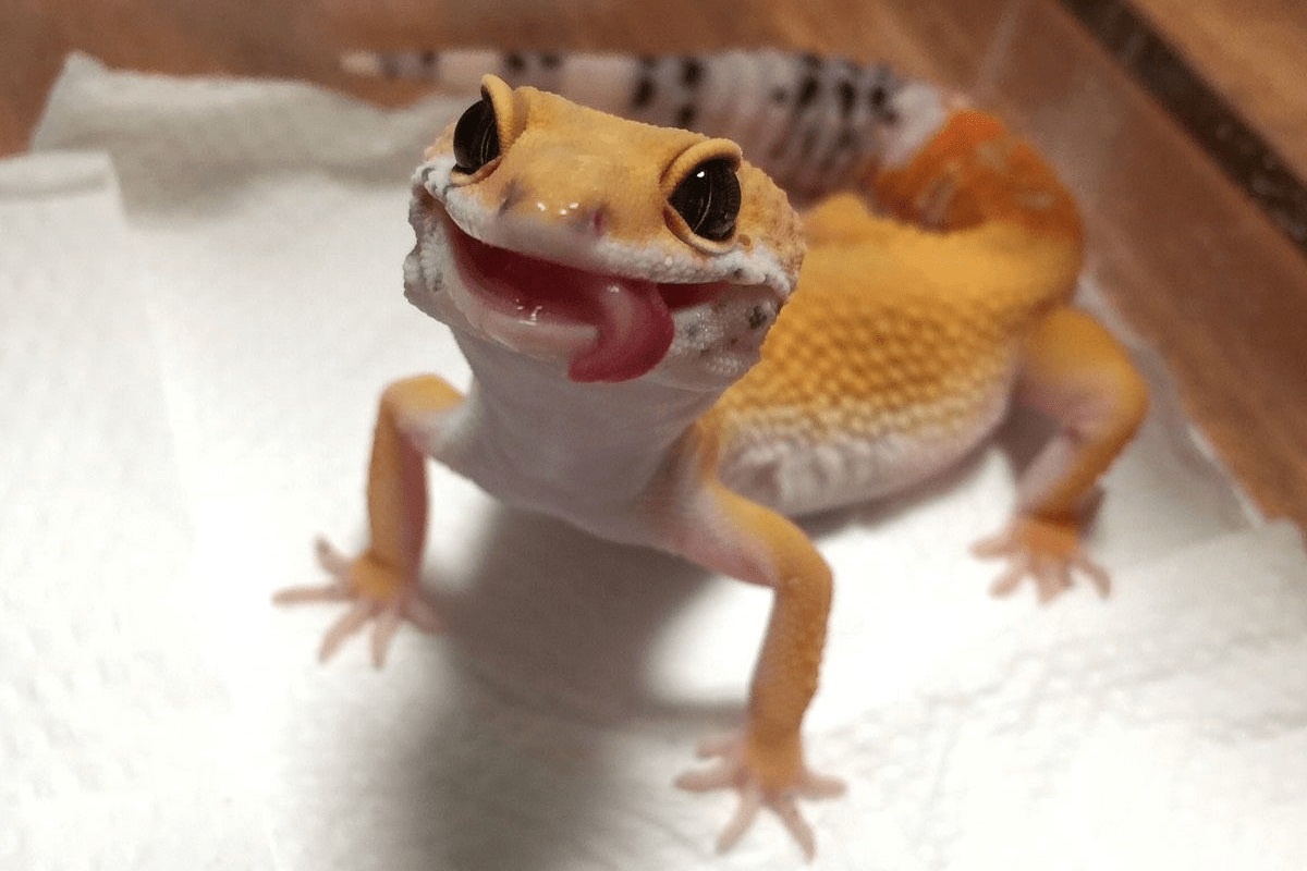 Фото с сайта: https://cutebaam.com/cute+pictures+of+leopard+geckos