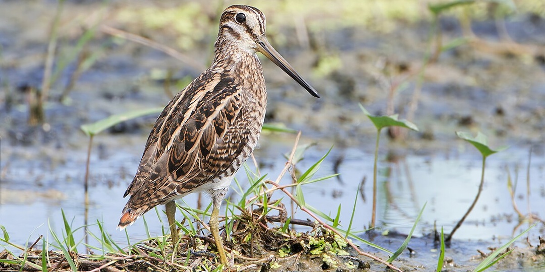 Может ли бекас гнуть клюв, как пальцы?