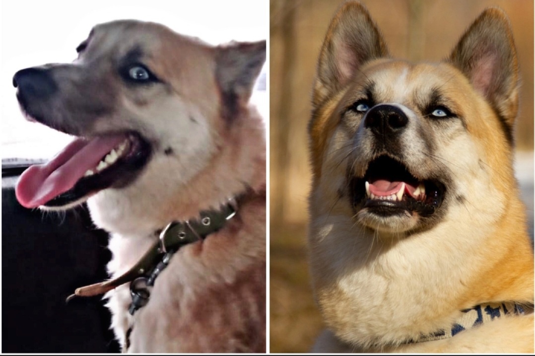 Лордик в день спасения и спустя год дома 