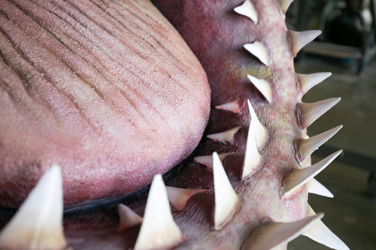 Фото с сайта: https://www.kqed.org/arts/13863681/jaws-shark-gets-his-bite-back-a-love-story