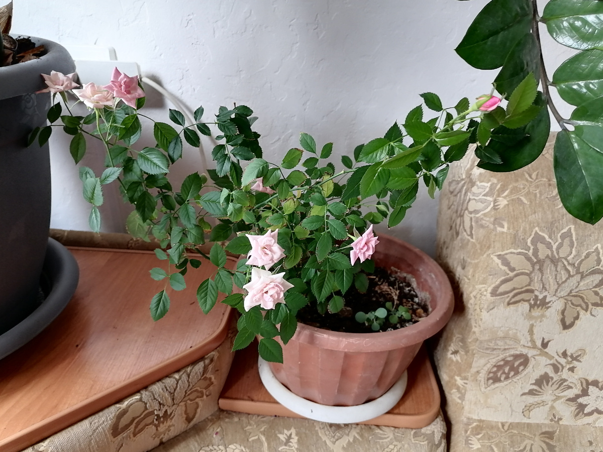 Роза Кордана 