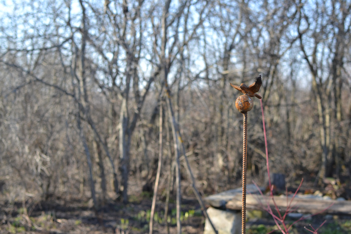 Весна 2026 в моем саду