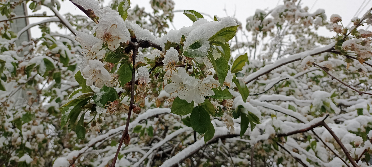 Вишня в снегу