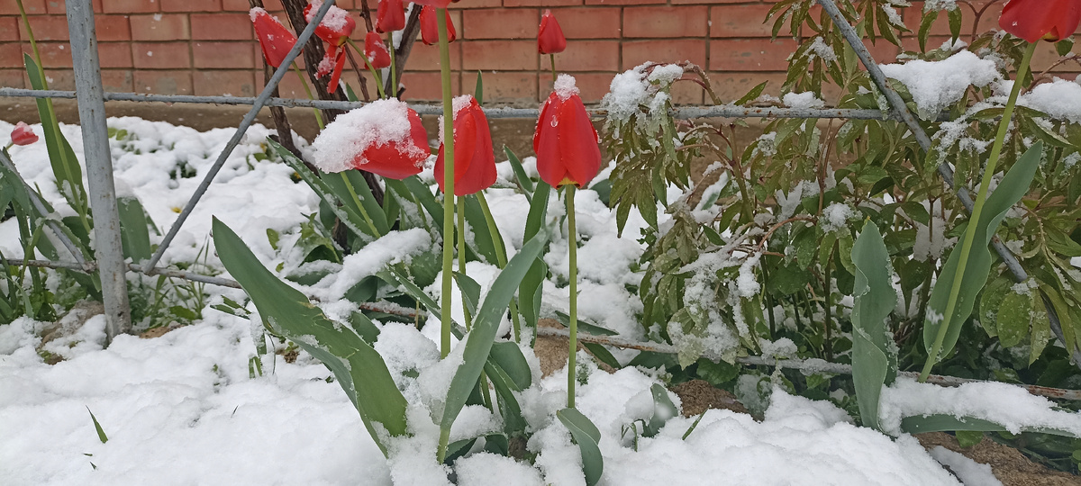 Тюльпаны и пионы