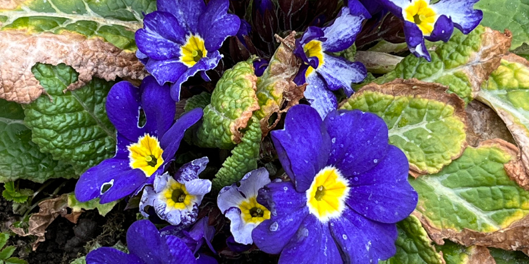 Весна идет, весне дорогу.