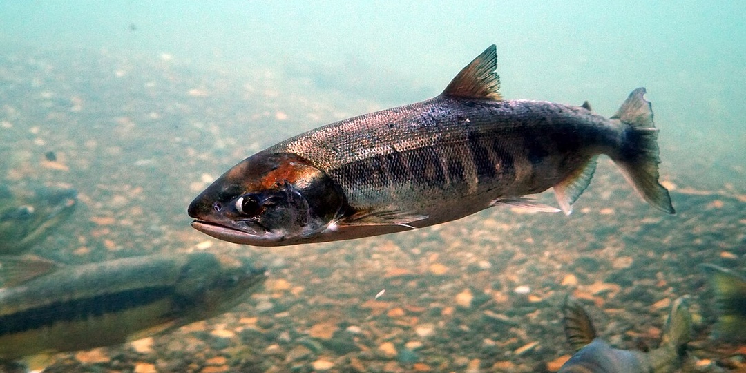 Почему кета не впадает в спячку зимой: биология, которая ломает наши представления о холоде