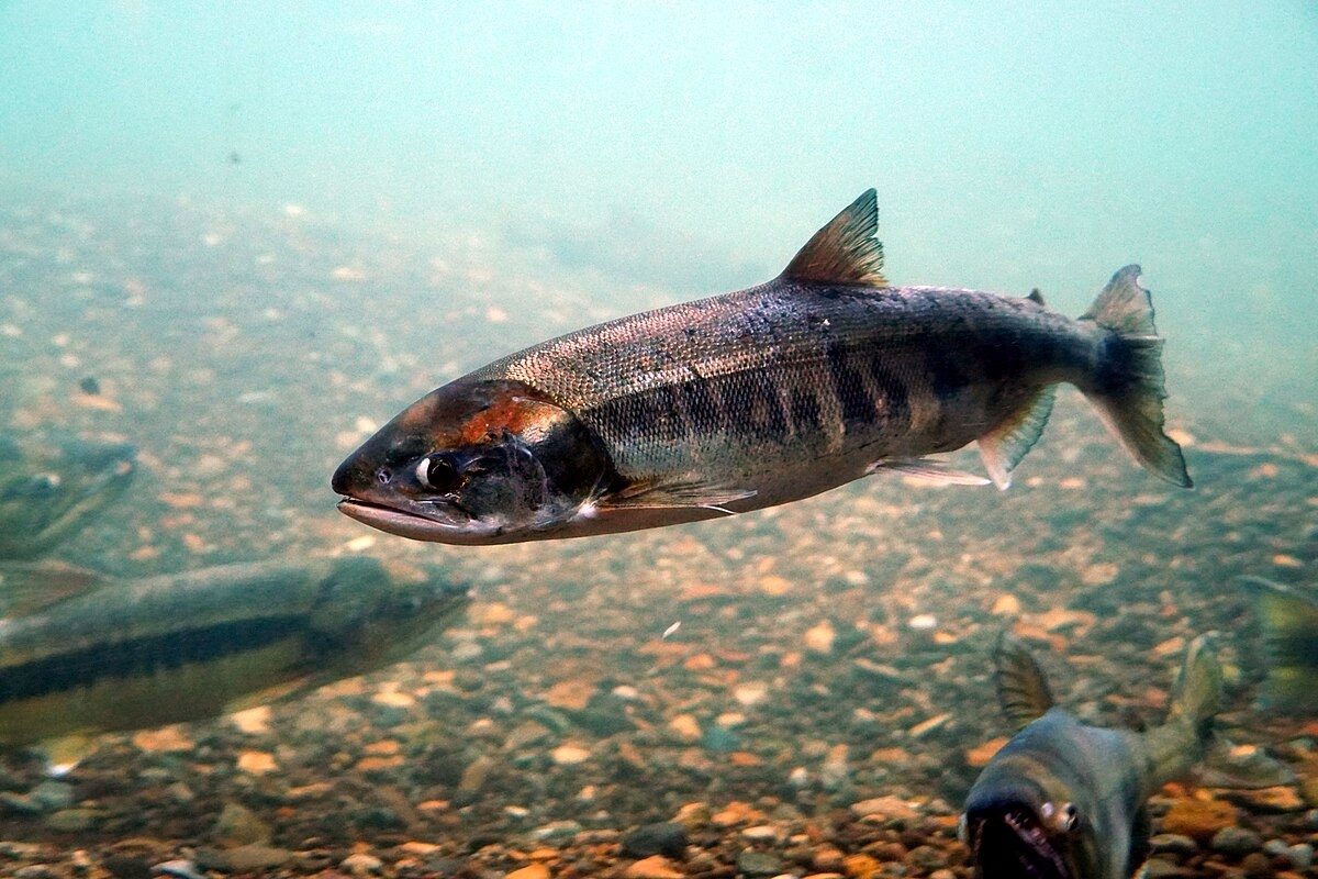 Фото с сайта: https://species.wikimedia.org/wiki/Oncorhynchus_keta?uselang=be