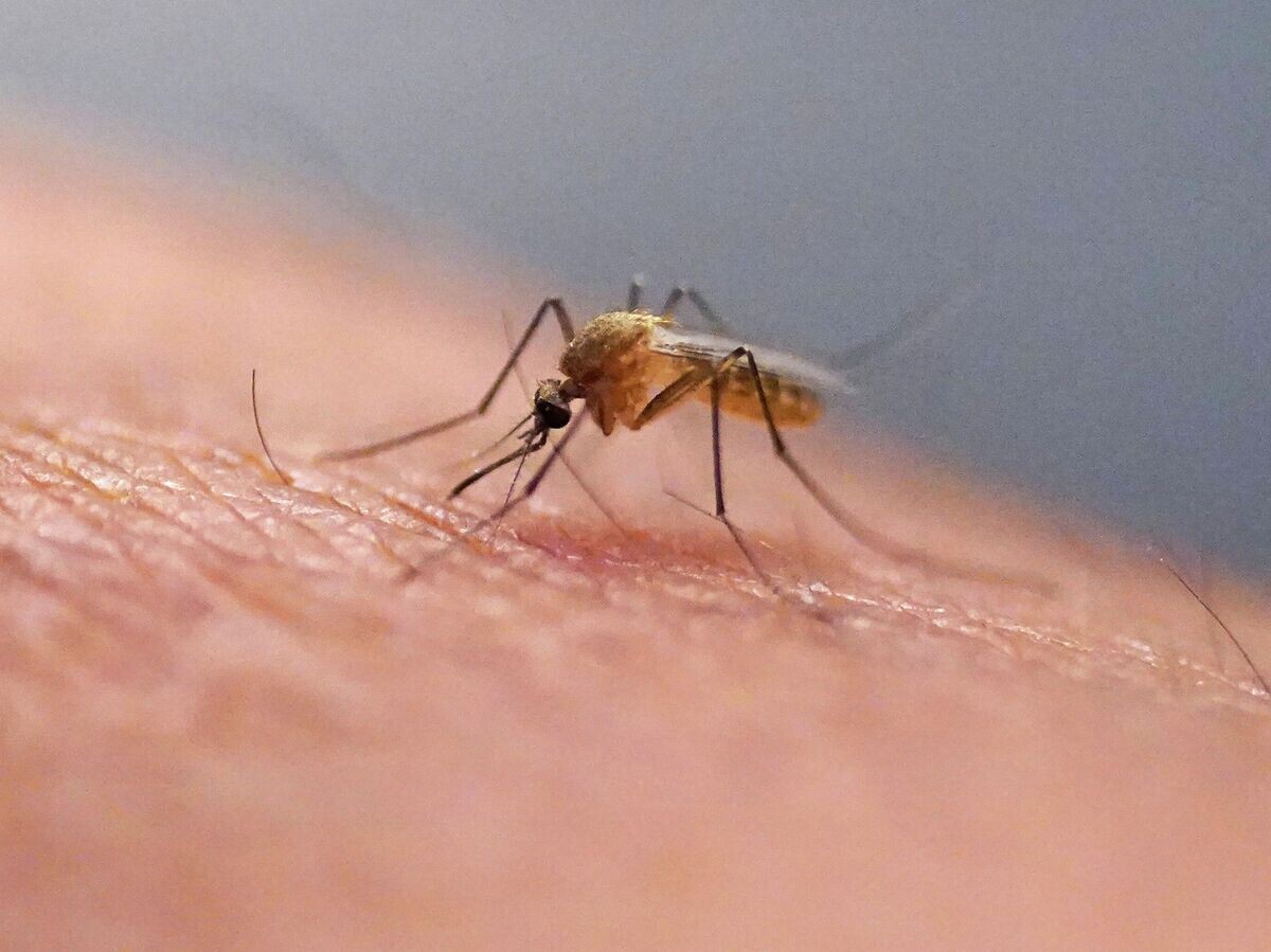    Комар | © AP Photo / Rick Bowmer