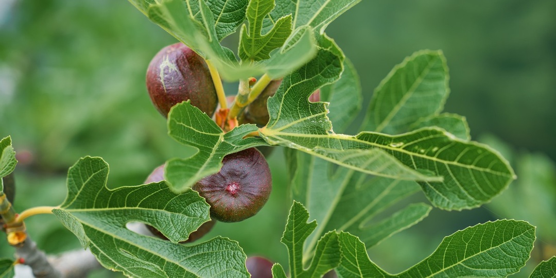 Какие экзотические деревья легко приживутся на даче в Подмосковье
