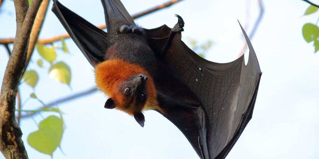 Как летучая лиса переживает холод: биология, которая ломает стереотипы о тропических млекопитающих