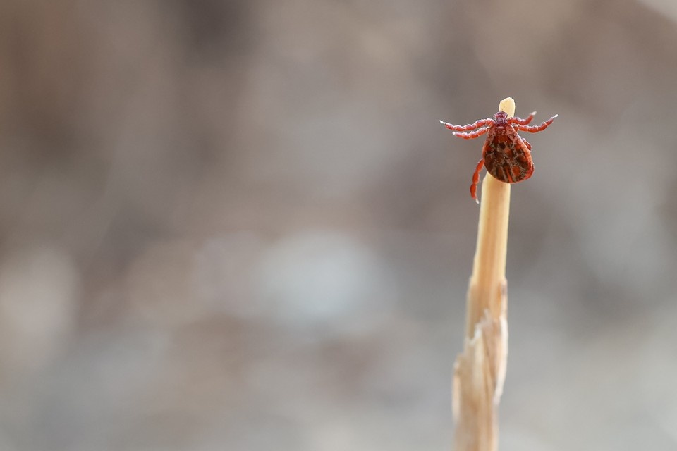    Лучшая защита от кровососов – правильная экипировка и репелленты. Мария ЛЕНЦ
