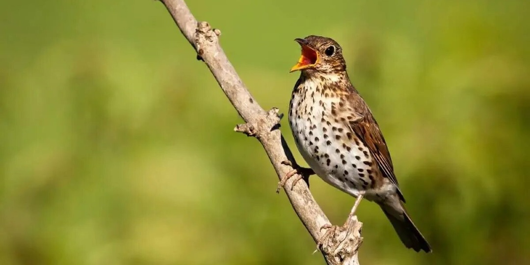 Есть ли у дрозда песня одиночества: биология звука, которую мы принимаем за меланхолию