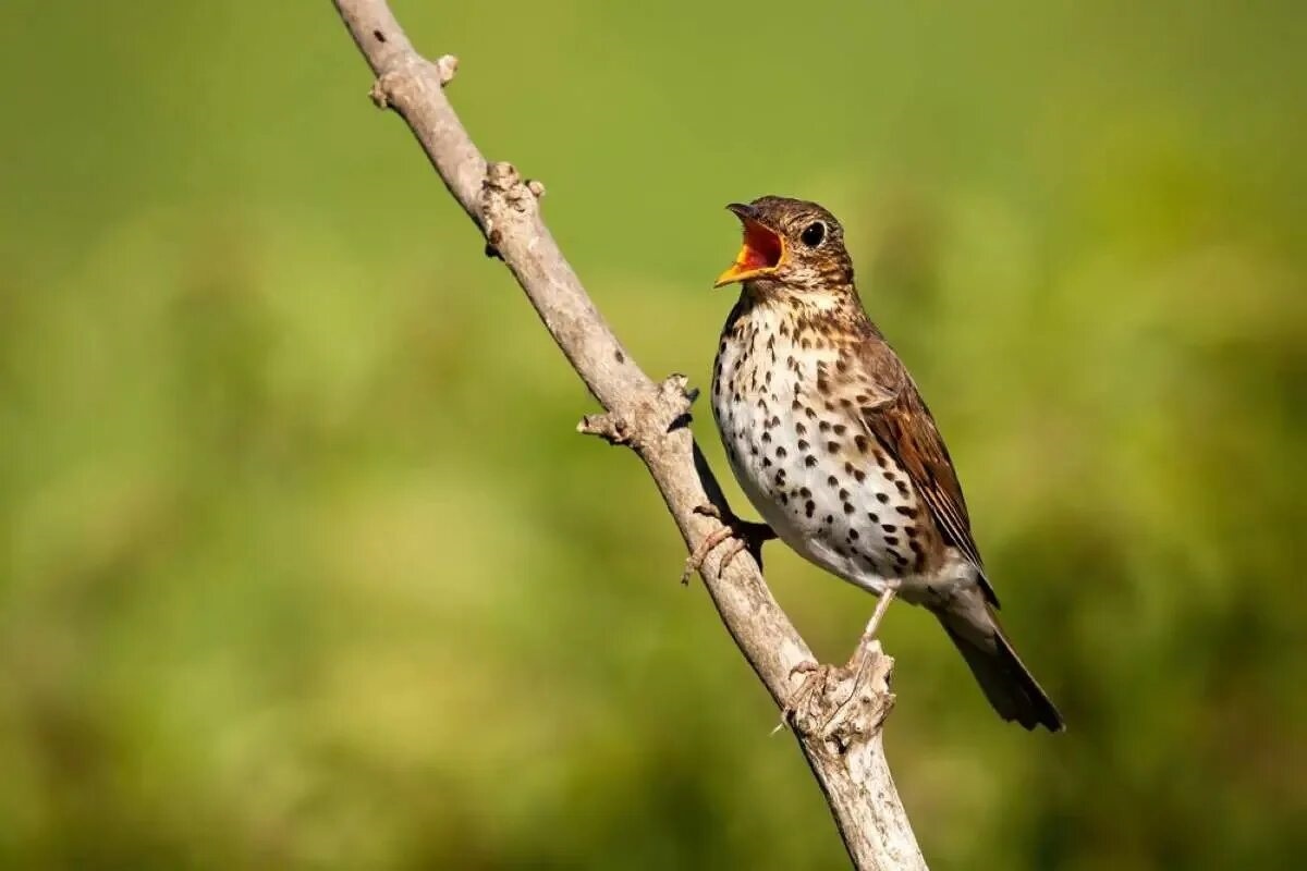 Фото с сайта: https://storage.googleapis.com/dcirwgimxfyfue/what-sound-does-a-wood-thrush-make.html