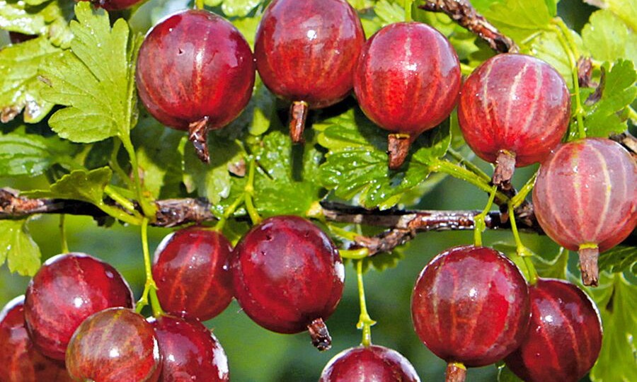 Где нельзя сажать крыжовник: 5 зон в которых ягодник зачахнет