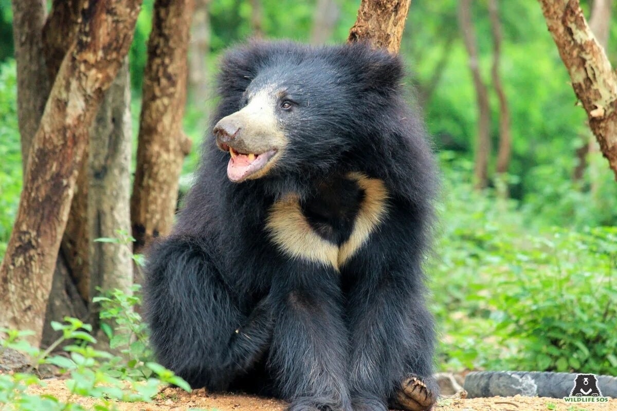 Фото с сайта: https://mungfali.com/post/9B5A2A1B21983143418B051E56A7F9C1B335FB8B/Sloth+Bear+India