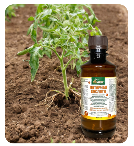 Янтарная кислота для рассады 