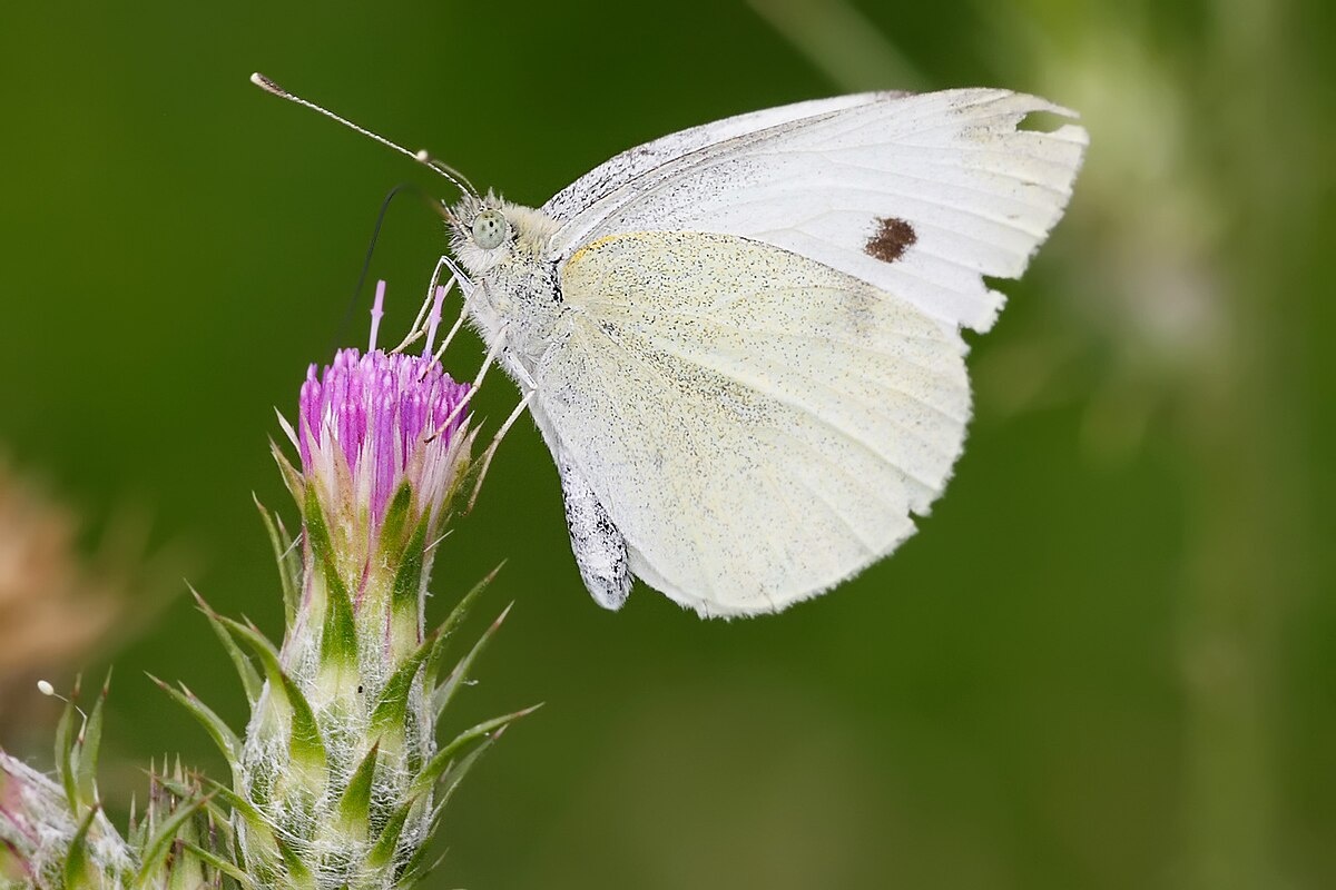Фото с сайта: https://es.wikipedia.org/wiki/Archivo:Small_white_feeding_on_thistle_flower.jpg
