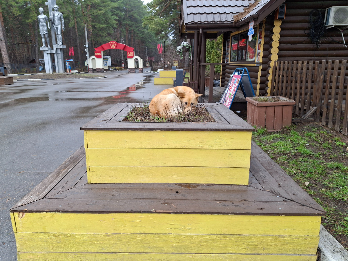 А это вот такой цветочек вырос на клумбе в парке)