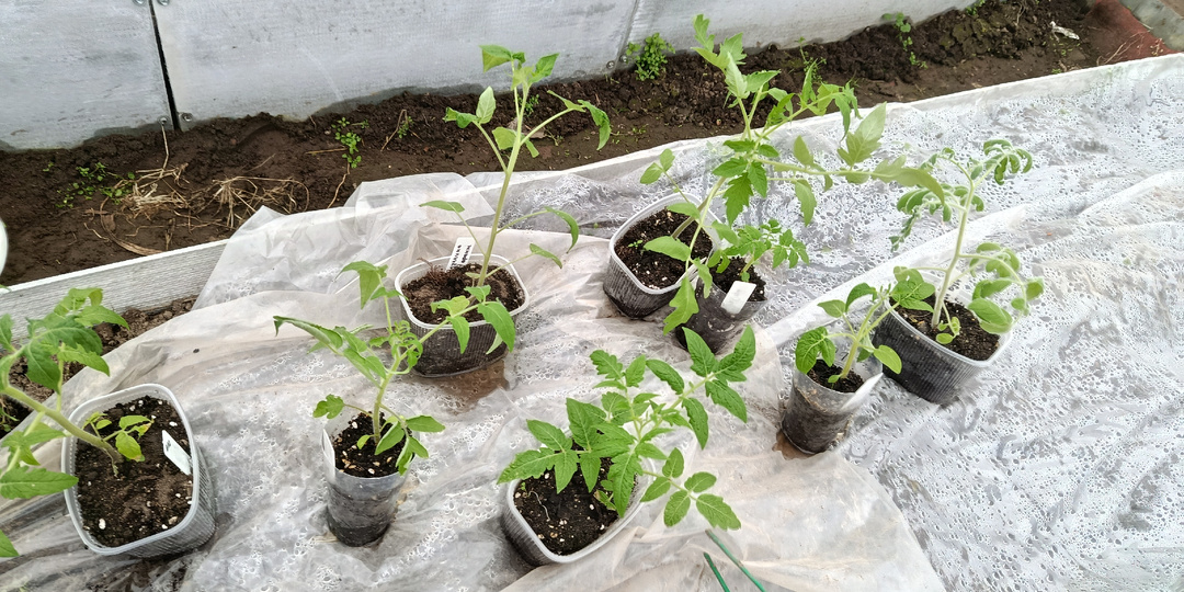 Апрель. Опять отнесла рассаду 🌱 томатов в теплицу: мои действия