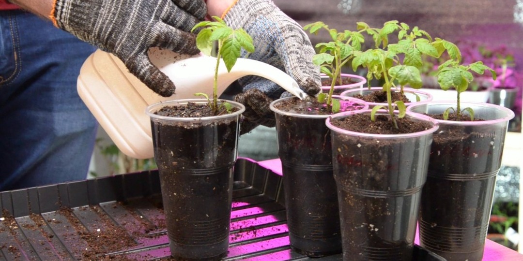 Усиливаю томаты после пикировки: встают скорее и сразу крепнут