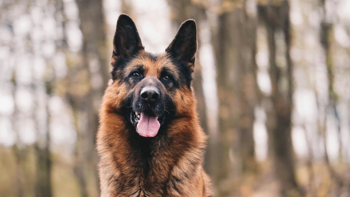    Клеймо на животном — важный идентификатор, который может помочь найти владельца