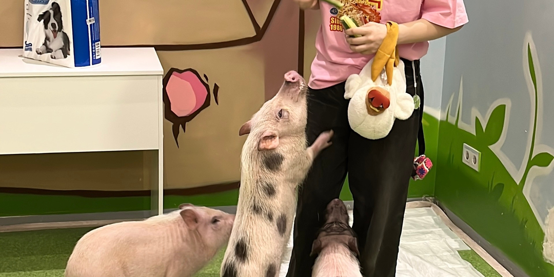 🐽 Антикафе с минипигами в центре Петербурга