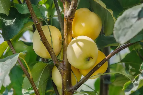 Невероятные приключения "Кошатины"