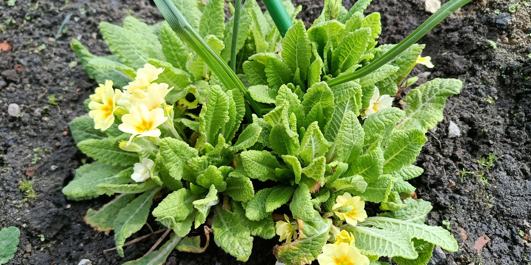 Почему я не люблю свой сад весной