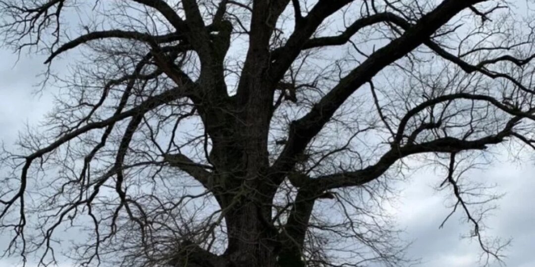 В Ладушкине 800-летний дуб передали под управление муниципалитета