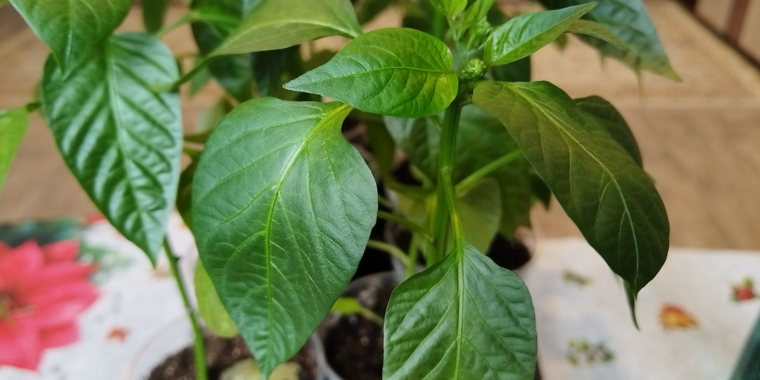 Уход за рассадой перца в апреле.