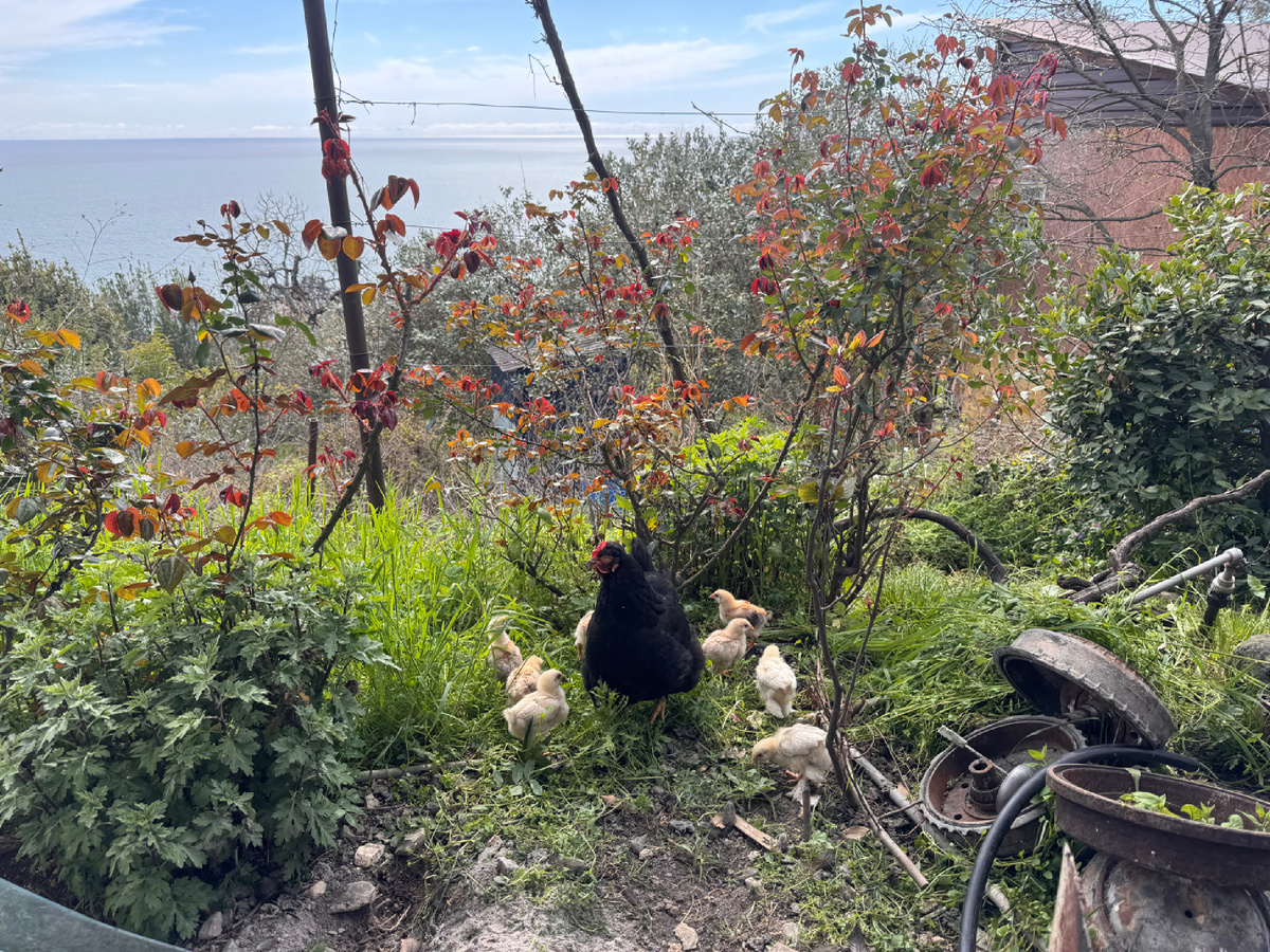 Уже курочка с цыплятами