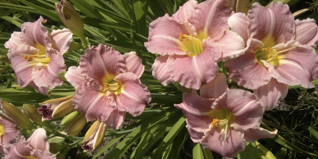 10 цветов для дачи: что зацветёт к июню без хлопот