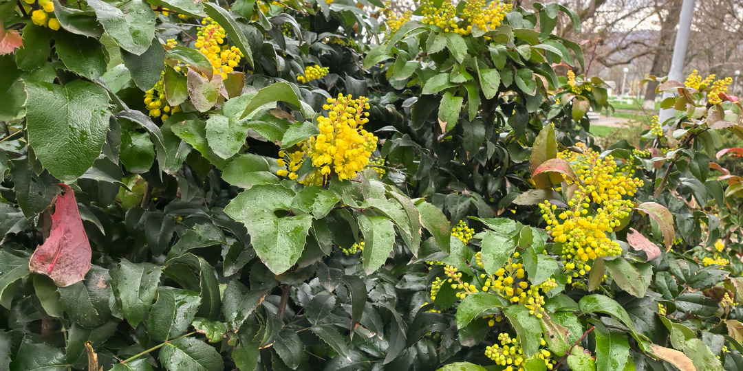 День молчания