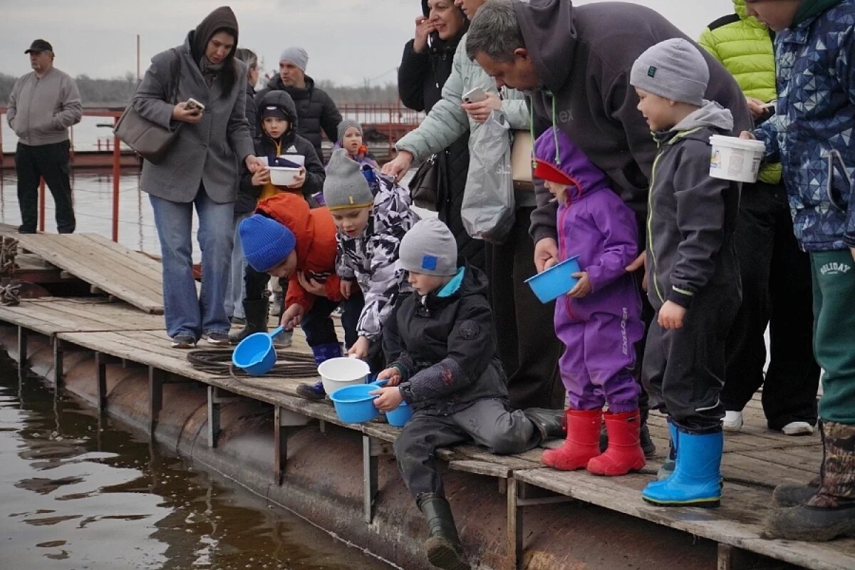    Выпущенные школьниками 10 тысяч мальков сазана будут приживаться в Волге