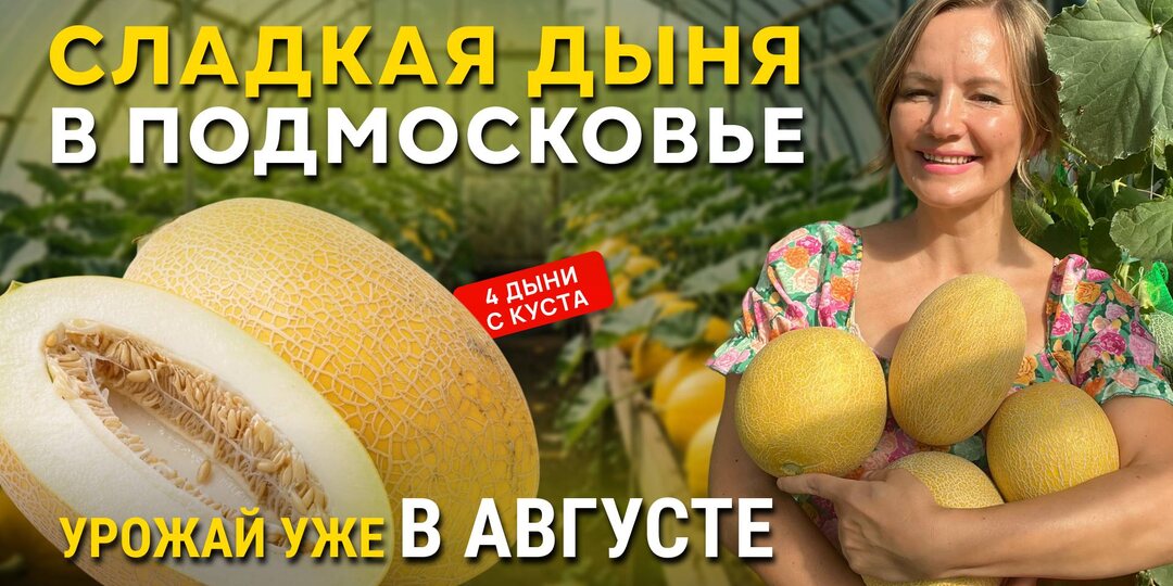 КАК ВЫРАСТИТЬ СЛАДКУЮ ДЫНЮ В ПОДМОСКОВЬЕ? 🍈 // Урожай в теплице уже в августе