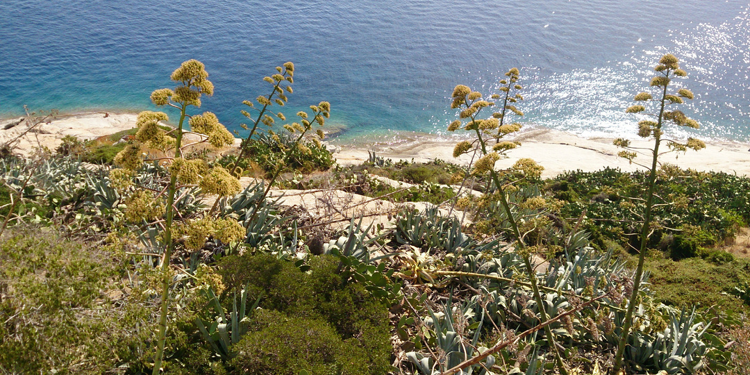 Порт Кальви (остров Корсика): крепость, ужин напоказ